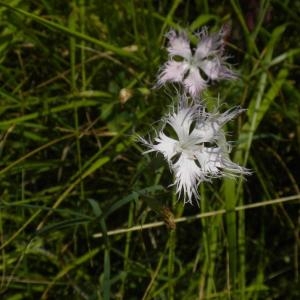 Photographie n°667403 du taxon Dianthus hyssopifolius L. [1755]