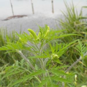 Photographie n°667419 du taxon Ambrosia artemisiifolia L. [1753]