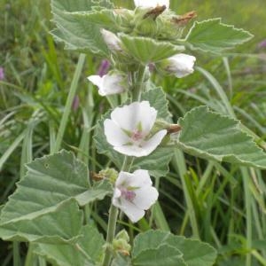 Photographie n°667422 du taxon Althaea officinalis L. [1753]