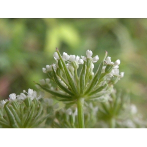 Peucedanum flexuosum Kit. ex Rochel (Séséli annuel)