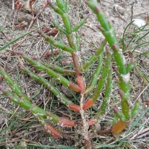 Photographie n°667513 du taxon Salicornia herbacea (L.) L. [1762]