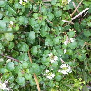 Photographie n°667537 du taxon Nasturtium officinale R.Br. [1812]