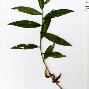 Photographie n°667619 du taxon Persicaria mitis (Schrank) Assenov [1966]