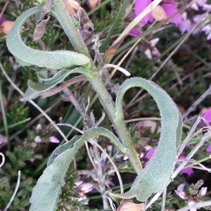 Photographie n°667685 du taxon Solidago virgaurea subsp. rupicola (Rouy) Lambinon [1962]