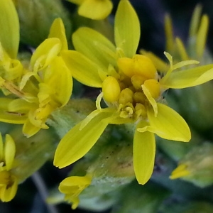 Photographie n°667686 du taxon Solidago virgaurea subsp. rupicola (Rouy) Lambinon [1962]