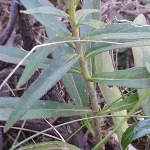 Photographie n°667690 du taxon Hieracium sabaudum L. [1753]