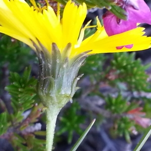 Photographie n°667692 du taxon Hieracium sabaudum L. [1753]