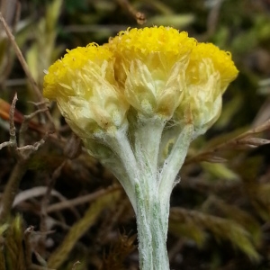 Photographie n°667723 du taxon Helichrysum stoechas (L.) Moench [1794]