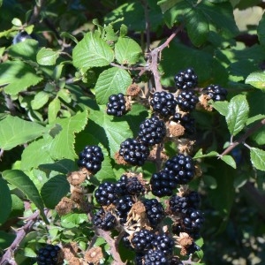 Photographie n°667728 du taxon Rubus fruticosus L. [1753]