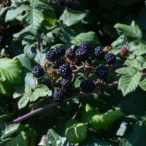 Photographie n°667731 du taxon Rubus fruticosus L. [1753]