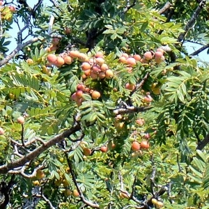 Photographie n°667734 du taxon Sorbus domestica L. [1753]