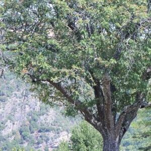 Photographie n°667753 du taxon Sorbus domestica L. [1753]