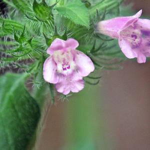 Photographie n°668017 du taxon Clinopodium vulgare L.