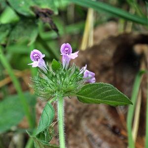 Photographie n°668020 du taxon Clinopodium vulgare L.