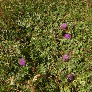 Photographie n°668042 du taxon Cirsium acaulon (L.) Scop. [1769]