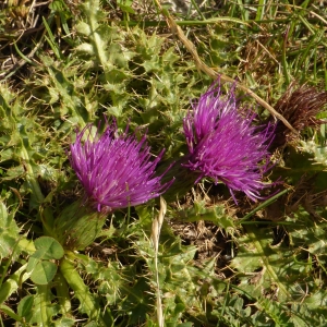 Photographie n°668043 du taxon Cirsium acaulon (L.) Scop. [1769]