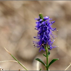 Photographie n°668048 du taxon Veronica spicata L. [1753]