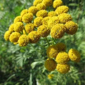 Photographie n°668112 du taxon Tanacetum vulgare L. [1753]