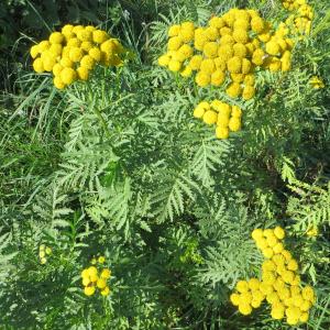 Photographie n°668113 du taxon Tanacetum vulgare L. [1753]