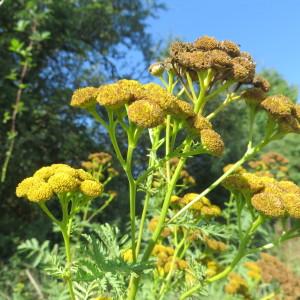 Photographie n°668114 du taxon Tanacetum vulgare L. [1753]
