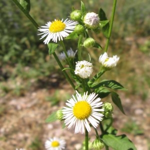 Photographie n°668149 du taxon Erigeron annuus (L.) Desf. [1804]