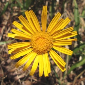 Photographie n°668152 du taxon Buphthalmum salicifolium L. [1753]