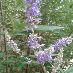 Photographie n°668180 du taxon Vitex agnus-castus L. [1753]
