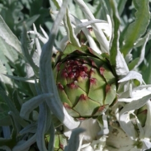 Photographie n°668199 du taxon Cynara scolymus L. [1753]