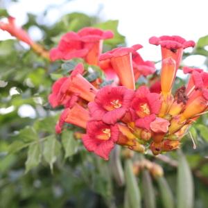 Photographie n°668212 du taxon Campsis radicans (L.) Bureau [1864]