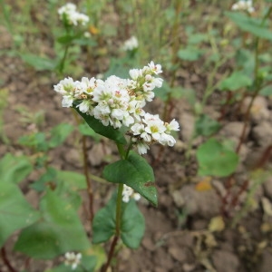 Photographie n°668238 du taxon Fagopyrum esculentum Moench [1794]