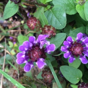 Photographie n°668246 du taxon Prunella vulgaris L. [1753]