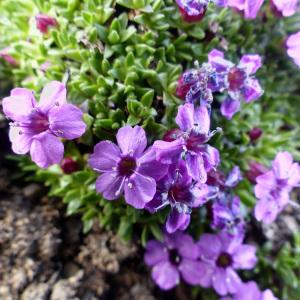 Photographie n°668268 du taxon Saxifraga oppositifolia L. [1753]