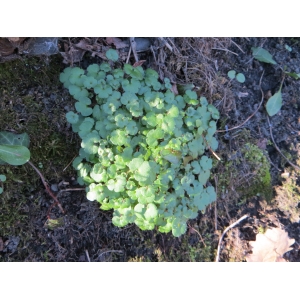 Chrysosplenium sp.