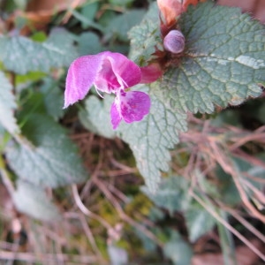 Photographie n°668331 du taxon Lamium maculatum (L.) L. [1763]