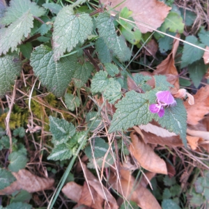 Photographie n°668333 du taxon Lamium maculatum (L.) L. [1763]