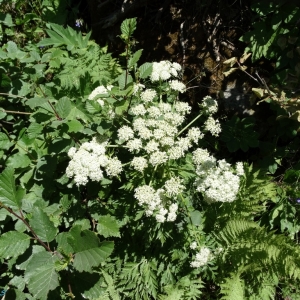 Photographie n°668339 du taxon Pleurospermum austriacum (L.) Hoffm. [1814]