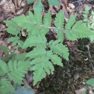 Photographie n°668371 du taxon Gymnocarpium dryopteris (L.) Newman [1851]