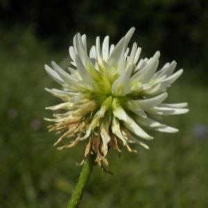 Photographie n°668382 du taxon Trifolium montanum L. [1753]