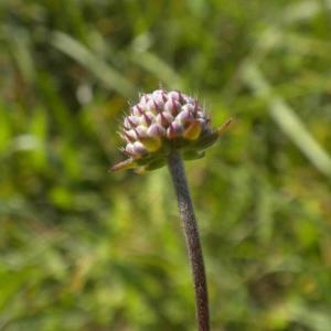 Photographie n°668383 du taxon Succisa pratensis Moench [1794]