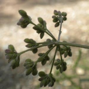 Photographie n°668392 du taxon Torilis japonica (Houtt.) DC. [1830]