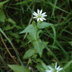 Photographie n°668394 du taxon Myosoton aquaticum (L.) Moench [1794]