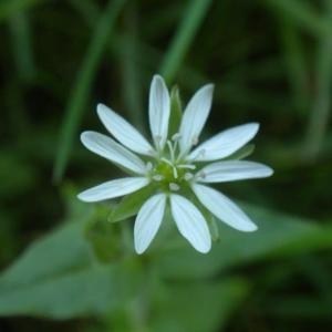 Photographie n°668395 du taxon Myosoton aquaticum (L.) Moench [1794]