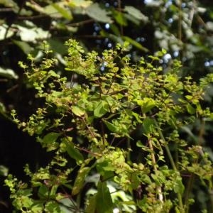 Photographie n°668402 du taxon Euphorbia stricta L. [1759]