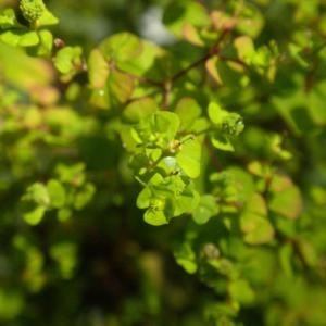 Photographie n°668403 du taxon Euphorbia stricta L. [1759]