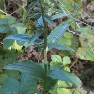 Photographie n°668404 du taxon Epipactis helleborine (L.) Crantz [1769]