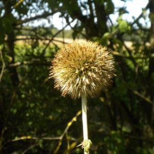 Photographie n°668407 du taxon Echinops exaltatus Schrad. [1809]