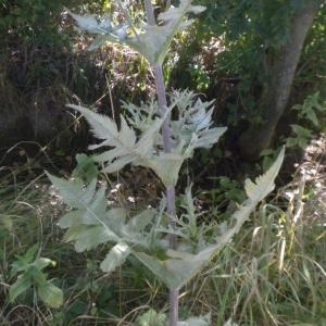 Photographie n°668408 du taxon Dipsacus laciniatus L.