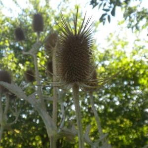 Photographie n°668409 du taxon Dipsacus laciniatus L.