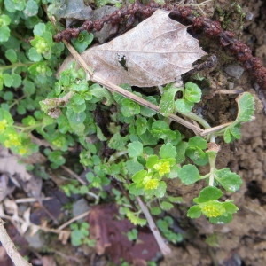 Photographie n°668492 du taxon Chrysosplenium oppositifolium L. [1753]