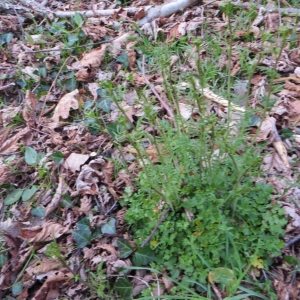 Photographie n°668509 du taxon Cardamine pratensis subsp. pratensis